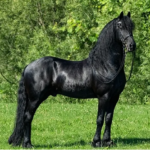 Friesian atı, birçok modern ağır hizmet ve hafif spor atı ırkının geliştirilmesinde genetik olarak katkıda bulunmuştur.