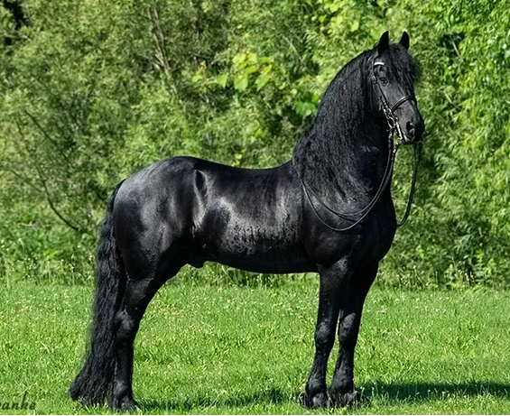 Friesian atı, birçok modern ağır hizmet ve hafif spor atı ırkının geliştirilmesinde genetik olarak katkıda bulunmuştur.